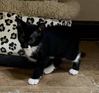 Laley -  Domestic Short Hair and Oriental Short Hair Cat for Adoption in Pensacola, Florida - Laley | PetCurious