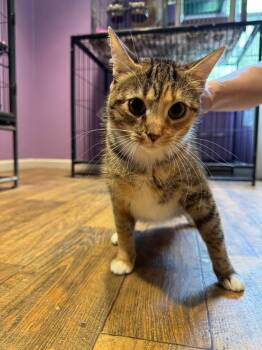 Domestic Short Hair Cats Available for Adoption in Cambridge, Maryland - Rory | PetCurious