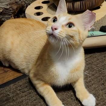 Momma Mia -  Domestic Short Hair Cat for Adoption in Houston, Texas - Momma Mia | PetCurious