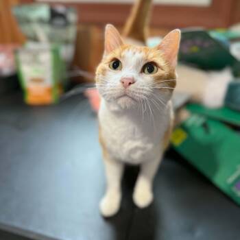 Domestic Short Hair Cats Available for Adoption in Dysart, Iowa - Lucy  | PetCurious
