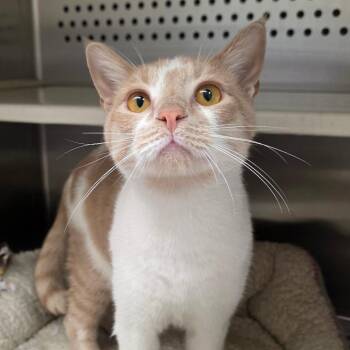 Slinky -  Domestic Short Hair Cat for Adoption in Chatham, Virginia - Slinky | PetCurious