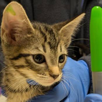 Cake Server -  Domestic Short Hair Cat for Adoption in Chicago, Illinois - Cake Server | PetCurious