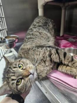 Kris -  Domestic Short Hair Cat Available for Adoption in Webster, Massachusetts - Kris | PetCurious