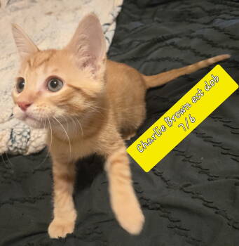 Rescue Domestic Short Hair and Tabby Cats for Adoption - CHARLIE BROWN | PetCurious