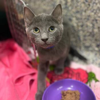 Jasper -  Domestic Short Hair Cat for Adoption in Fairport, New York - Jasper | PetCurious