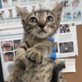 Fanning -  Domestic Short Hair Cat Available for Adoption in Edinburg, Texas - Fanning | PetCurious