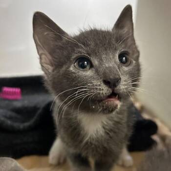 Domestic Short Hair Cats Available for Adoption in Oakland, California - Superman | PetCurious