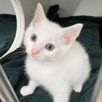 Tofu -  Domestic Short Hair Cat for Adoption in Newark, New Jersey - Tofu | PetCurious