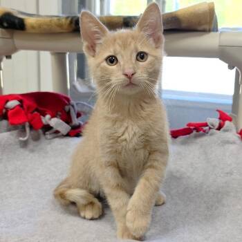 Domestic Short Hair Cats Available for Adoption in Michigan City, Indiana - Forester | PetCurious