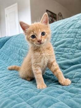 Buttercup -  Domestic Medium Hair Cat for Adoption in Houston, Texas - Buttercup | PetCurious