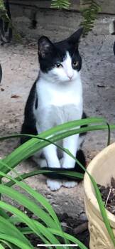 Sassy -  Domestic Short Hair Cat for Adoption in Terrell, Texas - Sassy | PetCurious