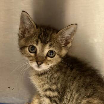 Sawyer -  American Shorthair Cat for Adoption in Mount Vernon, Arkansas - Sawyer | PetCurious
