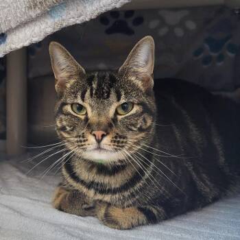 Mia -  Domestic Short Hair Cat for Adoption in Fort Wayne, Indiana - Mia | PetCurious