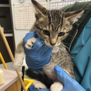Gethro -  Domestic Short Hair Cat for Adoption in Durango, Colorado - Gethro | PetCurious
