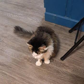 Domestic Long Hair Cats Available for Adoption in Smithville, Tennessee - Fluffy | PetCurious