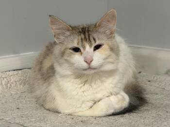 Lucy -  Domestic Medium Hair and Affenpinscher Cat for Adoption in Powell, Ohio - Lucy | PetCurious
