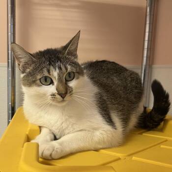 Rosaline -  Domestic Short Hair Cat for Adoption in Spokane, Washington - Rosaline | PetCurious