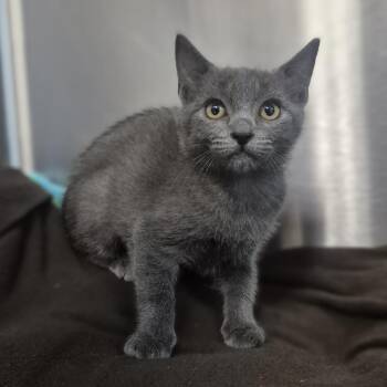 Lunchbox -  Domestic Short Hair Cat for Adoption in Newark, New Jersey - Lunchbox | PetCurious