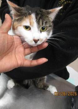 Domestic Short Hair Cats Available for Adoption - Liv(635) | PetCurious