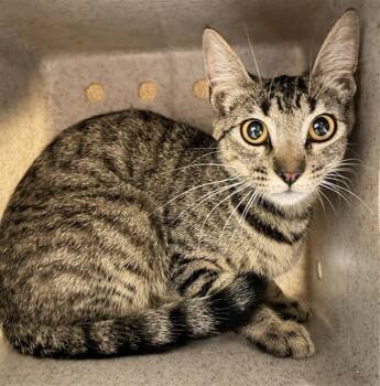 PROFITEROLE -  Domestic Short Hair Cat for Adoption in Camarillo, California - PROFITEROLE | PetCurious