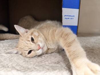 Domestic Short Hair Cats Available for Adoption in Topeka, Kansas - **Cat Cafe** Otto | PetCurious