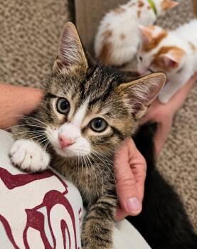 Mr. Sugar -  Domestic Short Hair Cat for Adoption in Menasha, Wisconsin - Mr. Sugar | PetCurious