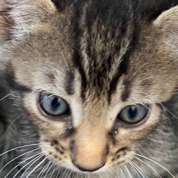 Cayenne -  Domestic Short Hair Cat for Adoption in West Palm Beach, Florida - Cayenne | PetCurious