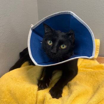 Rescue Domestic Short Hair Cats for Adoption in Fort Collins, Colorado - Midnight Moon | PetCurious