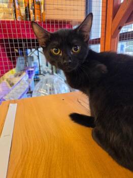 Dashi -  Domestic Short Hair Cat Available for Adoption in Town 