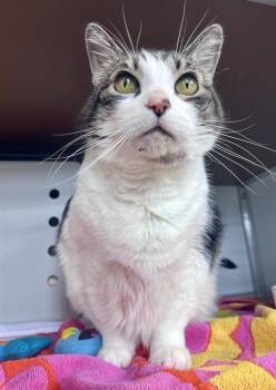 SADDLE BACK -  Domestic Short Hair Cat for Adoption in San Francisco, California - SADDLE BACK | PetCurious
