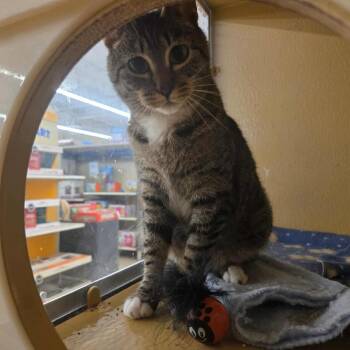 Tabby and Domestic Short Hair Cats Available for Adoption in Gladstone, Oregon - Suki | PetCurious