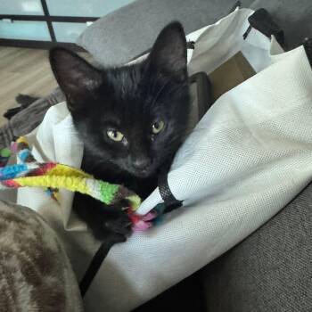 Jinx -  Domestic Short Hair Cat for Adoption in San Tan Valley, Arizona - Jinx | PetCurious