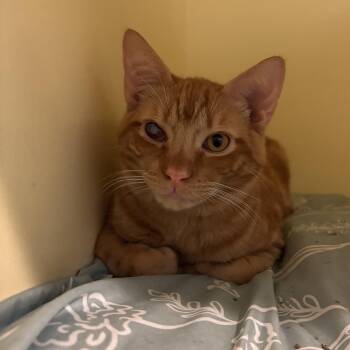 Domestic Short Hair Cats Available for Adoption - Toe | PetCurious