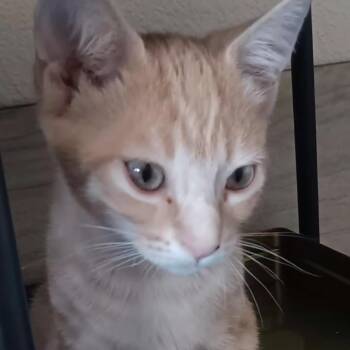 Honey -  Domestic Short Hair Cat for Adoption in Morgan Hill, California - Honey | PetCurious