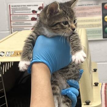Domestic Medium Hair Cats Available for Adoption in West Palm Beach, Florida - Fleur | PetCurious