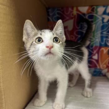 Gator -  Domestic Short Hair Cat for Adoption - Gator | PetCurious