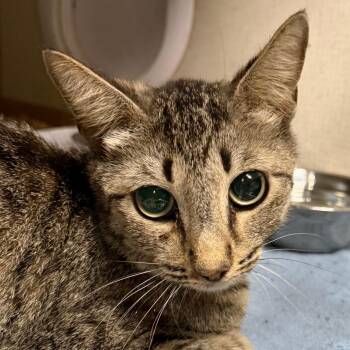Samantha -  Domestic Short Hair Cat Available for Adoption in Yuma, Arizona - Samantha | PetCurious