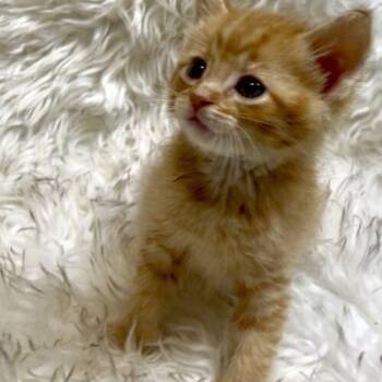Tiger Tail -  Domestic Short Hair Cat for Adoption in Vienna, Ontario - Tiger Tail | PetCurious