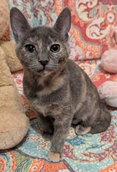 Domestic Short Hair Cats Available for Adoption - Cheyenne | PetCurious