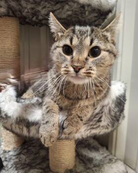 SPARKLES -  Domestic Short Hair Cat for Adoption in Ironwood, Michigan - SPARKLES | PetCurious