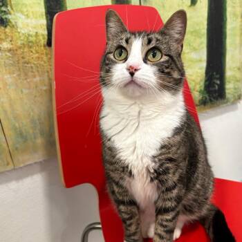 Rescue Domestic Short Hair Cats for Adoption in Chicago, Illinois - Irene | PetCurious