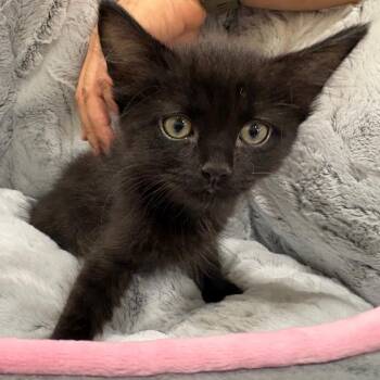 Bear -  Domestic Short Hair Cat for Adoption in NEW PT RICHEY, Florida - Bear | PetCurious