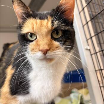 Domestic Short Hair Cats Available for Adoption in White Oak, Pennsylvania - Shana | PetCurious