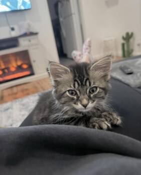 Rescue Tabby Cats for Adoption in Santa Monica, California - Alo | PetCurious