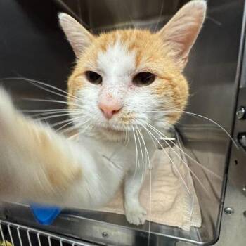 Domestic Short Hair Cats Available for Adoption - Chef | PetCurious