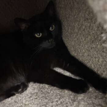 Domestic Short Hair Cats Available for Adoption in Evansville, Indiana - Kat | PetCurious
