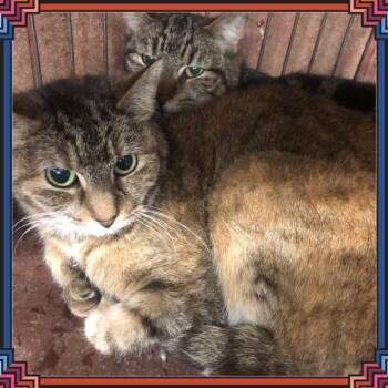 Domestic Short Hair Cats Available for Adoption in Buckhannon, West Virginia - LAURA | PetCurious