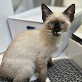Teddy -  Domestic Short Hair and Siamese Cat for Adoption in Sunnyvale, California - Teddy | PetCurious
