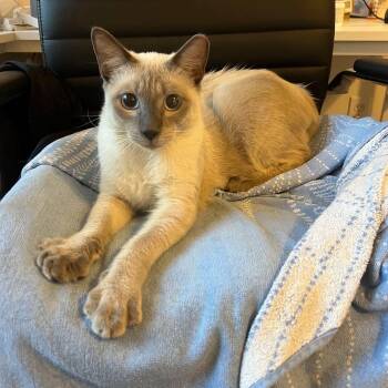 Ocean -  Siamese Cat for Adoption in Lake Worth Beach, Florida - Ocean | PetCurious