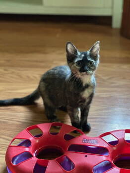 Rescue Domestic Short Hair Cats for Adoption in Newtown Square, Pennsylvania - Honey Nut | PetCurious